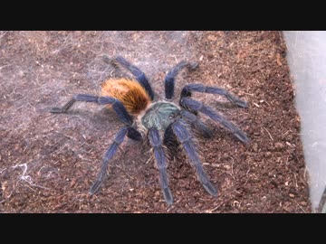 【閲覧注意!!】グリーンボトルブルー タランチュラにゴキブリを与えてみた。（Chromatopelma cyaneopubescens）