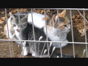 朝っぱらから母猫がお気に入りの子猫を紹介してきた