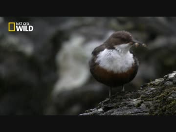 スコットランドのフレンズ 第二章「ハイランド地方の空と海」