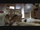 ＃100　続・だらだらタタルさん