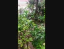Ho lluvia en Lima