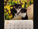 ❶❸❹猫