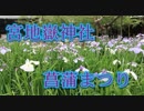 2018宮地嶽神社菖蒲まつり！！境内のハナショウブ！！