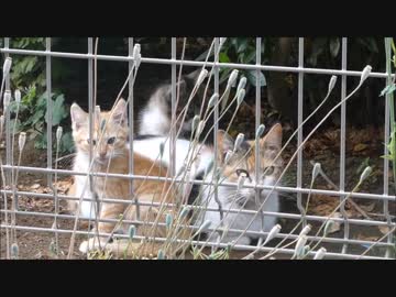 朝起きたらベランダの外から野良親子が何かを訴えてきた