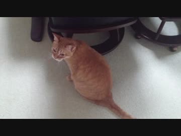 拾いねこ＠生後2527/2494日目　おーきなトイレを買いました。