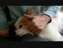 顔をマッサージされるワンコ（パピヨン）