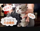 【モアクリ】 モフモフ大収穫祭