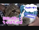 腕の中でちゅぱちゅぱ甘える暴君猫、誠君にギャップ萌えする動画。