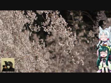 【ずんタコ車載】初心者の癖にカブでお花見ツーリング C編