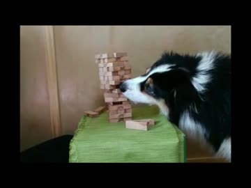 ジェンガをするボーダーコリー犬