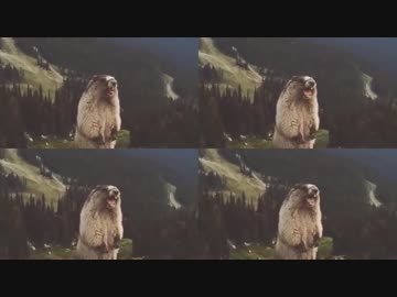 いろんなデレステMVで絶叫するビーバー 4匹目