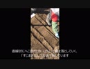 【たま農園】農園の空いているところに種を蒔いてみた