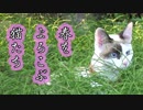 春をよろこぶ猫