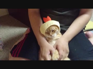 拾いねこ＠生後2528/2495日目　エビフライのしっぽさんをつけられたアコツキ。