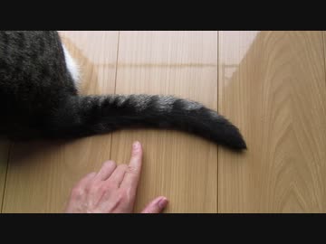 逃げる尻尾
