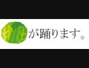 キャベツが踊ります。