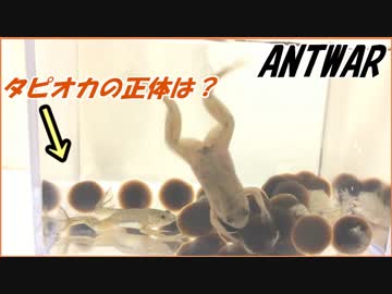 女子が大好きな「タピオカ」をゴキブリに与えたら暴動がおこった。