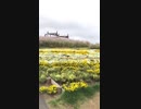 [旅行]信州花フェスタ　北アルプスと花の丘を歩く動画