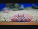 魚っ知館