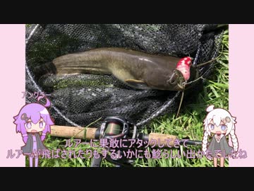 【VOICEROIDフィッシング】うみなし釣行記！01