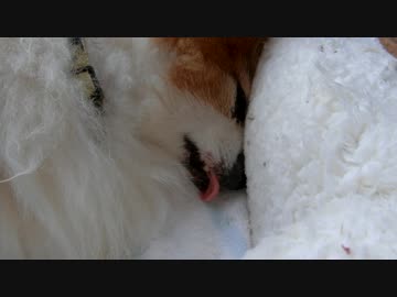 舌を出してすやすやするワンコ（パピヨン）3