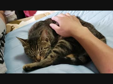 これ以上にないくらい気持ちよく寝るにゃんこ