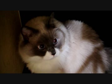 おそとにｷｮｰ味ｼﾝｼﾝな時定くん　現実にビビる