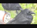 カラスの羽繕い