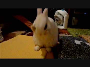 序盤飛ばしすぎて横になるうさぎの社長