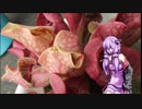 【虫注意】ゆかりさんが食虫植物について語る【VOICEROID雑談】