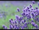 誕生日に贈る言葉～6月10日生まれのカリスマ性のあるあなたに－聴きものがたり