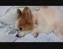 ふわふわの布団の上でまったりするワンコ（パピヨン）2