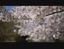 Sakura Cherry Blossoms　宗村港
