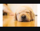 [楽器練習用] RE:I AM / Aimer (VER:GRL 歌詞：あり /offvocal)