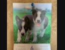 ❶❸❽犬