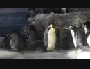 のしのし歩くコウテイペンギン