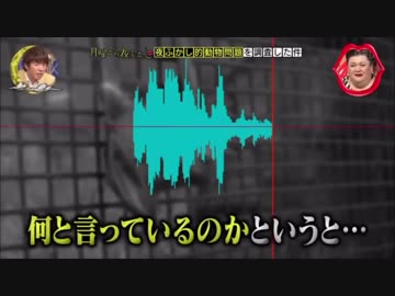 日本語で話すコウモリッツ戦