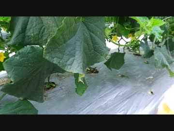 きゅうり栽培実況vol.88   H31春-13 そろそろきゅうりも曲がってくるころだったりして。