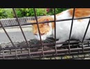 猫 フェンス越し