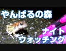 【沖縄】やんばるナイトウォッチング【Live Streaming With the Hero 7】