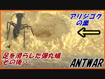 アリジゴクの巣に放り込まれた弾丸蟻は・・・。