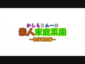 【家庭菜園】素人２人が家庭菜園に挑戦 #6 ～発芽報告編～