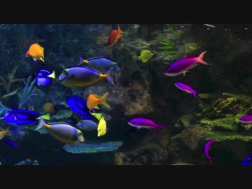 【NNI】 secret sea【オリジナル】