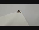店内に迷い込んだ虫さんを無視できなかった。