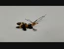 冷凍食品の補充で見つけた謎の虫