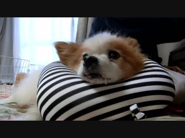 人間の首枕をアゴ枕にしてご満悦のワンコ（パピヨン）2