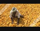 Maize cultivation in Maine