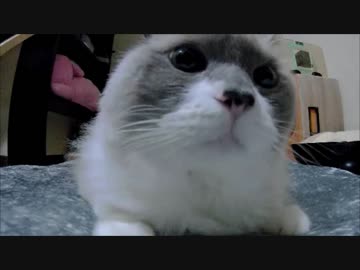 巨大猫に食べられる