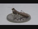 [閲覧注意!!] 再編集 ヒナカマキリ(成虫）にミルワームを食べさせてみた。 (Amantis nawai)