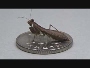 [閲覧注意!!] 再編集 ヒナカマキリ(成虫）にミルワームを食べさせてみた。 (Amantis nawai)